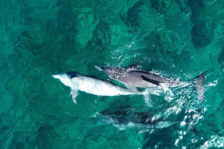 Exciting Dolphin encounters in the Maurtius's lagoon