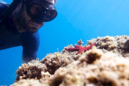 Marine Biology & Snorkelling Experience in the Cinque Terre

