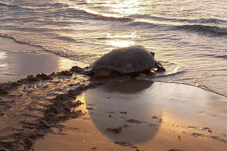 "1-Day Hike & Camp with Turtle Watching at Paria Bay"