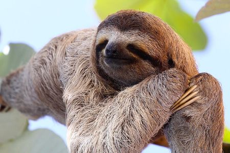 Rainforest Combo – Wildlife, Chocolate & Waterfall Wonders