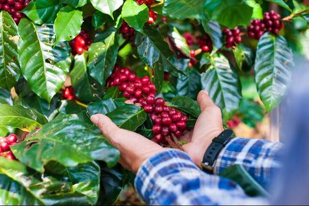 Private Coffee Tour at a Local Family Farm from Guatape