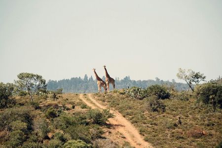 Nairobi National Park Safari