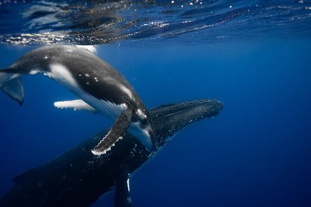 Whale watching and snorkelling in Moorea