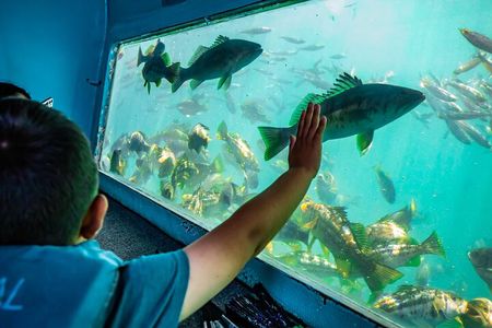 Glass Bottom Boat Ride in Redondo Beach