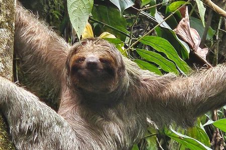 La Fortuna: Guaranteed Sloth Spotting on Private Trails