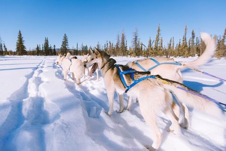 4hr Dog Sledding Trip in Gargia Valley