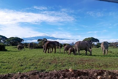 Full Day Tour in Amboseli National Park from Nairobi