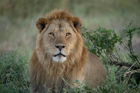 8 Days Wildlife Photography Safari Manyara, Serengeti & Tarangire