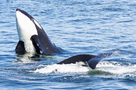 Only Wildlife and Whale Watching Tour Leaving from Seattle