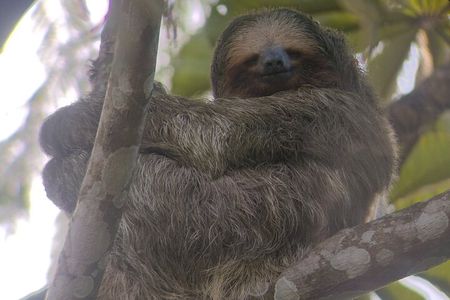 La Fortuna-Breath Taking Sloth Tour & Tortilla Experience!