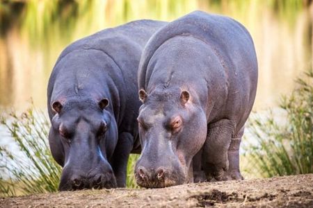 Aquila Big 5 Safari + Lunch Buffet + Pick & Drop from CAPE TOWN