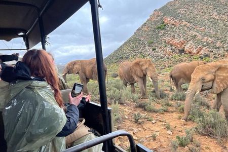 SAFARI Aquila Game Reserve - Round trip + Lunch incl. (Cape Town)
