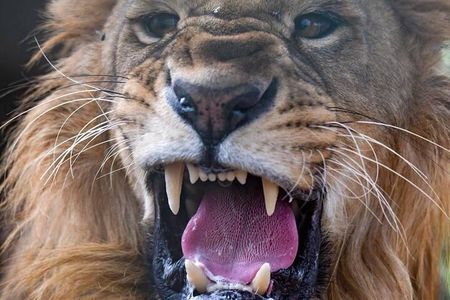 SAFARI Aquila Game Reserve - Round trip + Lunch incl. (Cape Town)