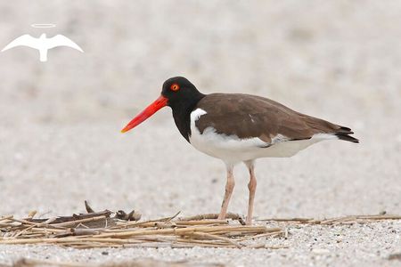 Charleston Bird Watching Tour 