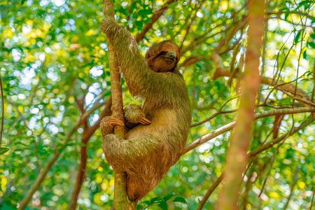 Roatan Private Excursion and Monkey Sloth Sanctuary