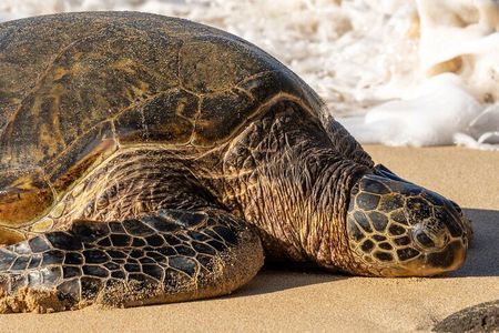 Oahu Island Highlights in Small Group | 30 Spots | ~10 Stops