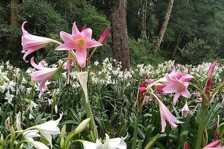 Private Tour of Godawari Botanical Garden Including Lunch
