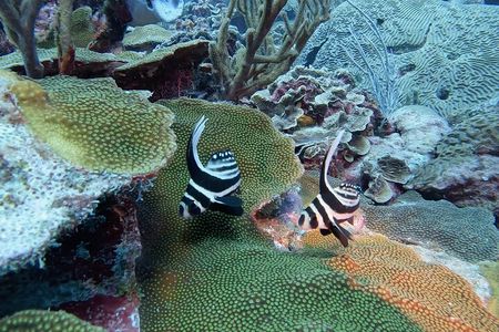 Semiprivate 2 Stop Shore Snorkel Excursion on Bonaire