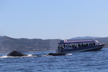 Whale Watching in Coffs Harbour