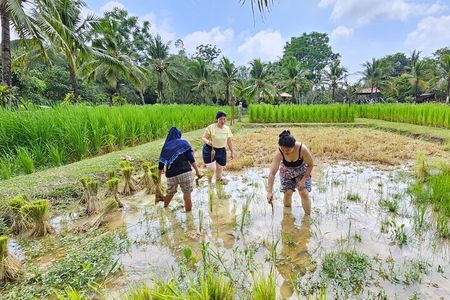 Old Phuket Farm Ticket - Countryside Local Life Culture