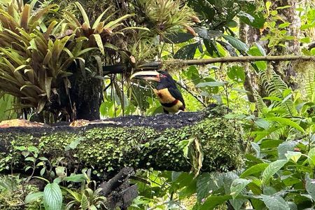Mindo Cloud Forest Full-Day Tour from Quito with Lunch