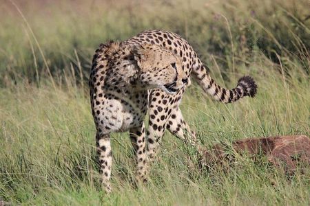 6 Days Private Tour in Mt Kenya Circuit Wild Safari