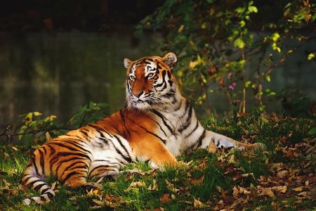 Ranthambore Tiger Safari Tour from Delhi with All Meals
