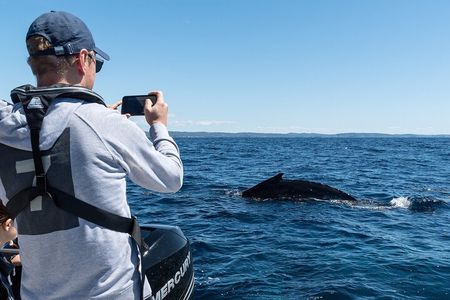 Exclusive Sydney Harbour Whale Watching Tour Private Boat