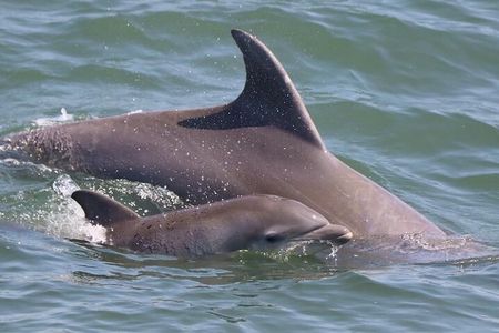 Dolphin and Bird Watching Ecotour Cruise