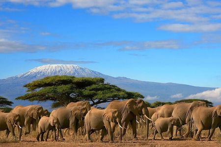 3 Days Amboseli National Park safari and Mount Kilimanjaro