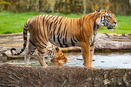Private 4-Day Tiger Safari and Golden Triangle Tour from Delhi