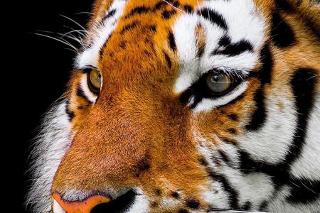 From Delhi: 7-Days Tiger Safari & Golden Triangle Tour