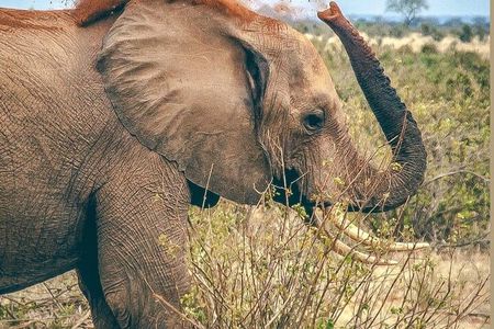 3 Day Safari to Tsavo East and Tsavo West from Coastal Beaches