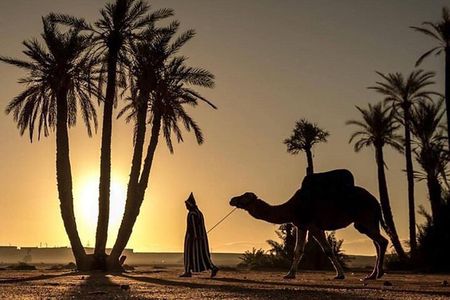 Sunset Camel Ride in the Palmerai of Marrakesh
