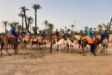  Camel Ride Through Marrakech's Palm Grove