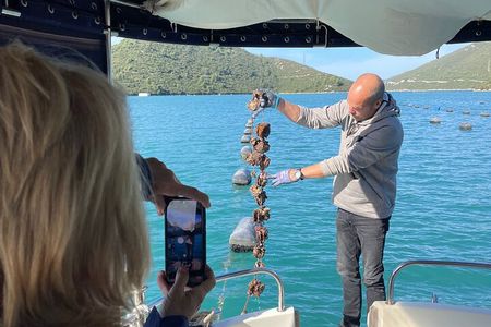 Pelješac - Wine, Oysters and Food Experience from Dubrovnik
