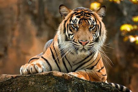 2-Day Jungle Safari with Sunrise view of Taj Mahal
