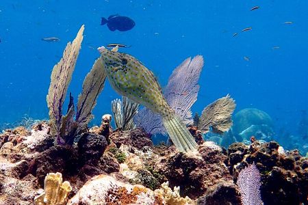 Roatan 2 Dive Scuba Adventure for Certified Divers