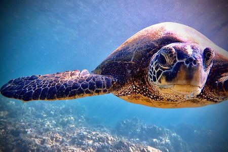 Scuba Diving Adventures for All Experience Levels