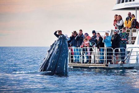 Boat Based Whale Watching from Hermanus