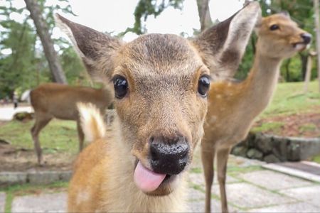 Nara Day Trip from Kyoto with a Licensed Guide