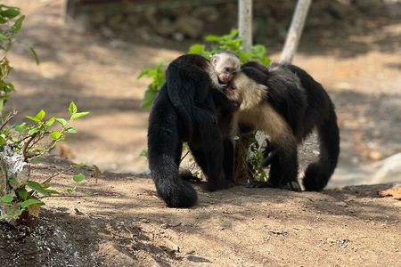 Monkey, Crocodile, Sloths & Beach Experience