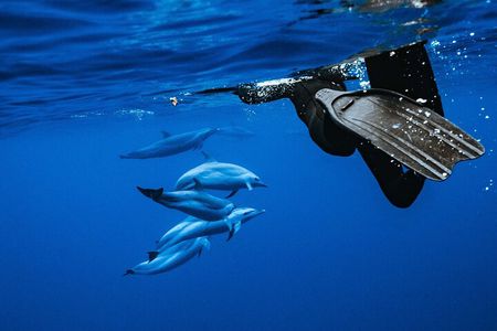 Oahu: Dolphin Swim and Snorkeling Speedboat Tour