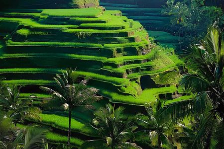 Ubud: Monkey Forest, Water Temple, Rice Terrace, Waterfall