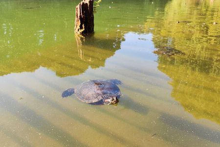Trekking in the Wood with picnic on the turtles lake