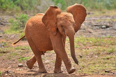 3 Days Safaris Tsavo East National Park and Taita Hills Saltlick