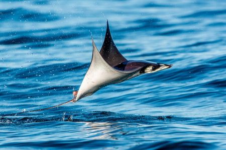 Mobulas Safari and Wildlife in La Ventana with a Marine Biologist
