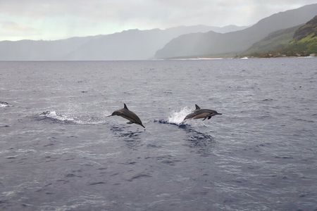 West Oahu Dolphin Watch and Snorkel Sail with Lunch