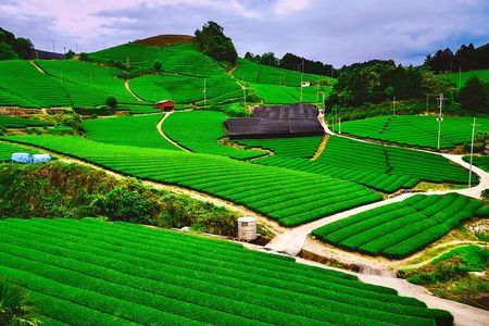 Green Tea Fields, Serene Nature of Kyoto, Uji (Convertible/Van)