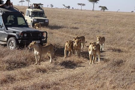3 Days, 2 nights Masai Mara Small Group Safari -4 x 4 jeep